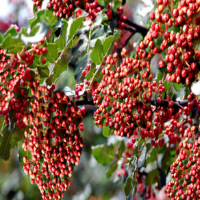 花椒樹苗大紅袍獅子頭九葉青四川麻花椒苗藤椒樹苗當年結果