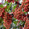 花椒樹苗大紅袍獅子頭九葉青四川麻花椒苗藤椒樹苗當(dāng)年結(jié)果