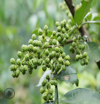 四川大涼山特產金陽青花椒川菜火鍋串串特麻調味（特級）