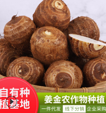 農(nóng)家種植新鮮特產(chǎn)文山丘北芋頭大果多規(guī)格烹飪食材毛芋生鮮大芋頭