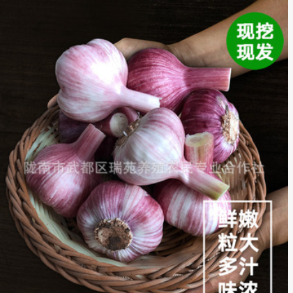 新蒜頭紫皮多瓣糖醋新鮮濕大蒜2019營(yíng)養(yǎng)蔬菜蒜素農(nóng)家現(xiàn)挖5斤包郵