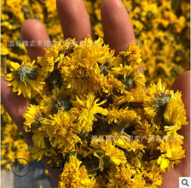 河南特產(chǎn)懷菊花云臺冰菊懷黃菊養(yǎng)生花果茶懷菊花