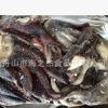 廠家供應(yīng) 阿根廷魷魚頭 速凍海鮮魷魚頭海產(chǎn)品 阿根廷魷魚頭