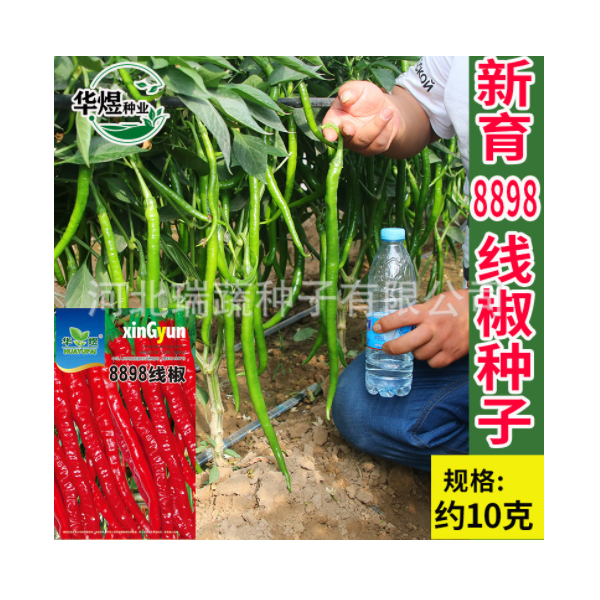 華煜8898線椒種子廠家批發(fā)干鮮兩用細線椒辣椒種籽菜園蔬菜種孑