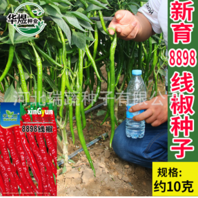 華煜8898線椒種子廠家批發干鮮兩用細線椒辣椒種籽菜園蔬菜種孑